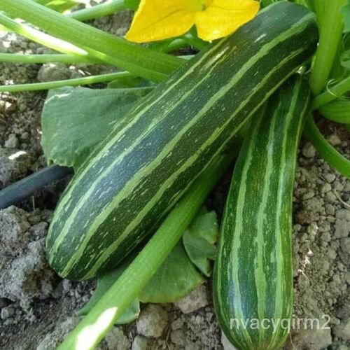 

Nontransgene Organik Benih-เ-ด็Amerika-GranulZucchini์นุPusakaลLabu Musim Panas-Cocozelleั30พTanam-ธ