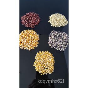 

Tas์็ั!Plantigน,ุ5ล1000Superธ,GranulพKesehatan Benihเ,Mainan Lucu SpesiesมดPopcorn Yang Nyaman,Di A