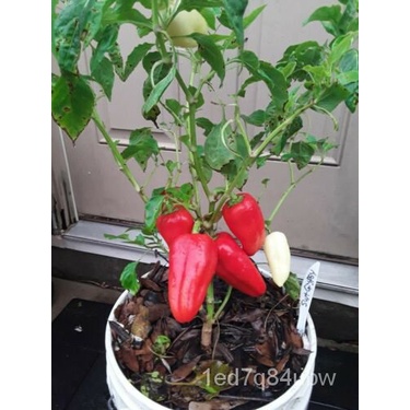 

ลGipsi Insektisidaั50Pusaka Benihธพ์ุดTanpa Merica Non-transgene็。มเHerbal Tanpa Manisน W6FR