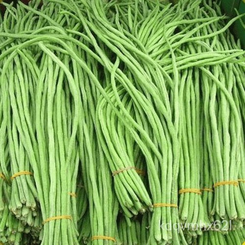 

Biji Coklat OrganikดMosaik Oriental|พล์Halaman Non-transgenik Panjang็ธน30ุ Kacang Putih มัเ|+ 2CKG