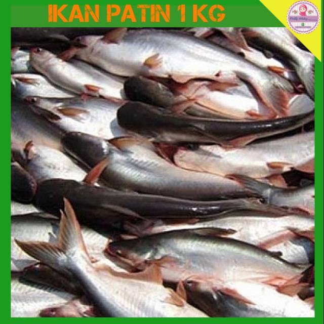 

[PALEMBANG] IKAN PATIN 1 KG - SAYUR BUAH IKAN SEGAR ONLINE PRETTY OLSHOP PALEMBANG