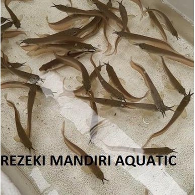 *#*#*#*#] jual ARWANA SILVER / ikan arwana silver / jual ikan hias