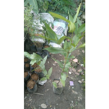Jambu air madu