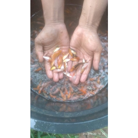 paket hemat ikan anakan koi ukuran 3-4 cm paketan 5 ekor