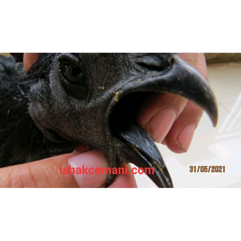 Ayam Cemani Jantan Lidah Hitam 90% Limited Edition  Baca Diskripsi