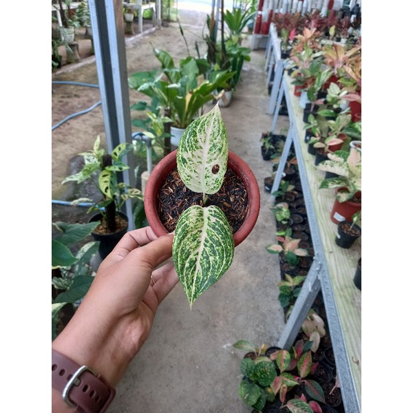 aglonema white tiara anak samping / tiara putih murah sesuai foto