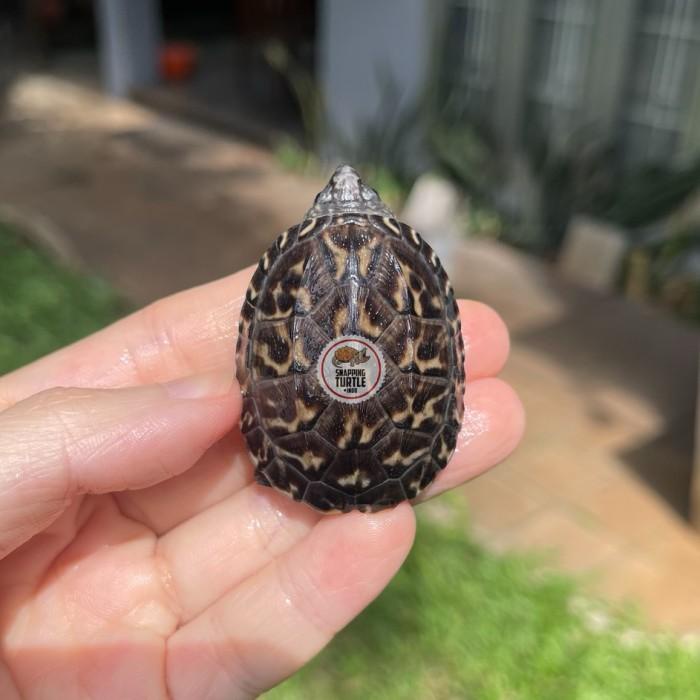 Relgi Mexican Giant Musk Normal Scute Mgm