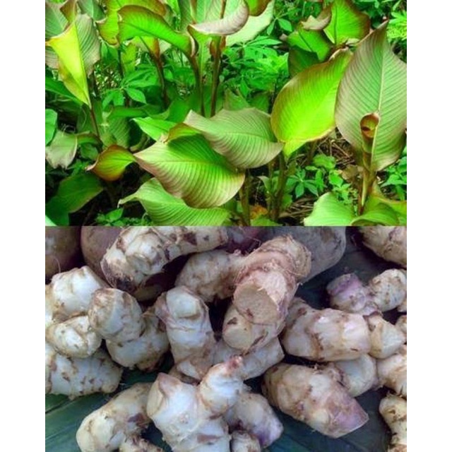

umbi ganyong segar harga promo termurah 1kg