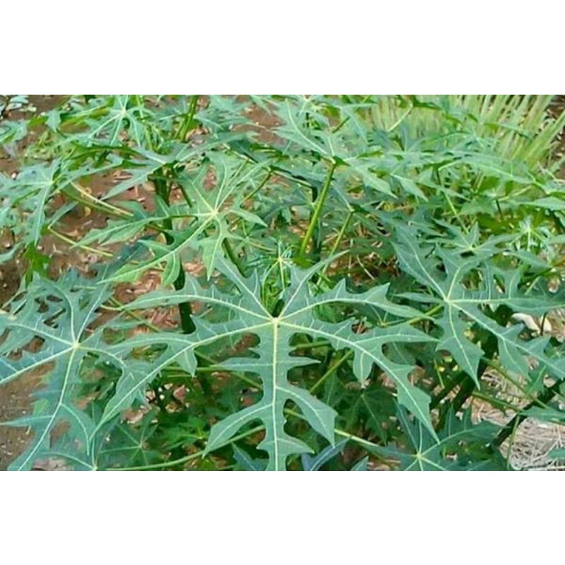 

daun Gadi atau daun pepaya Jepang segar 1kg