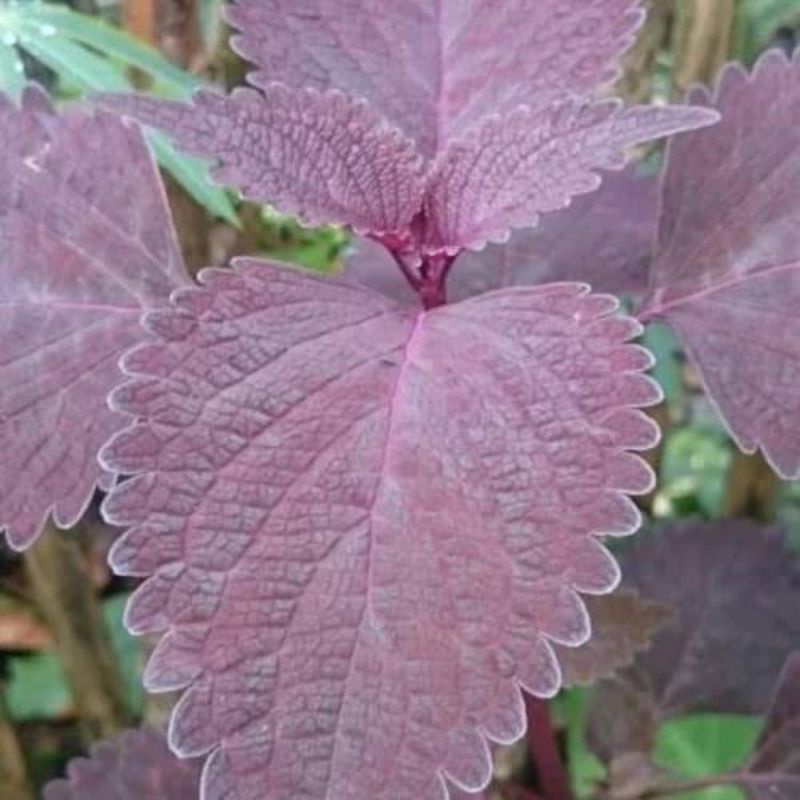 

daun jawer kotok merah 300grm