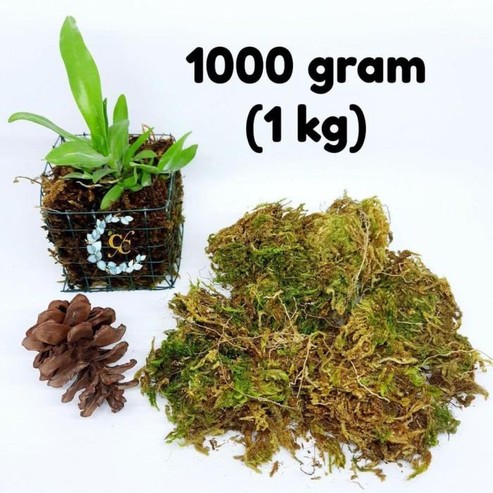Best Seller Realpict Sphagnum Moss/Moss Putih Hijau 1 Kg (1000 Gram) Spagnum Moss
