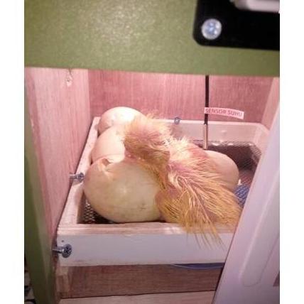 Mesin Tetas Telur Semi Otomatis Kap 18 Penetas Telur
