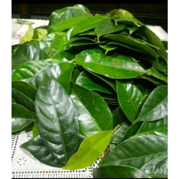 

daun pala segar 250gram