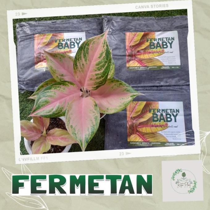 fermetan baby media tanam