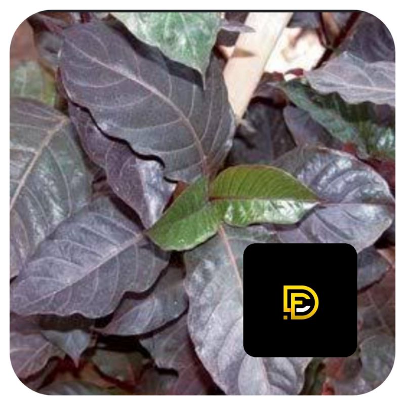 

Daun ungu daun handeuleum segar fresh-az