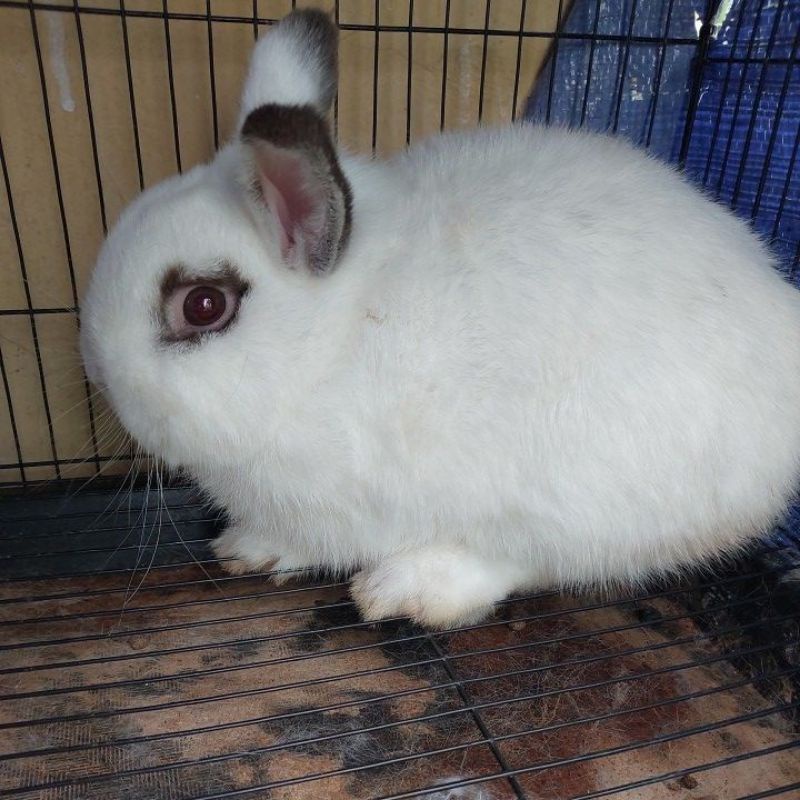Kelinci Netherland Dwarf Jantan Dewasa