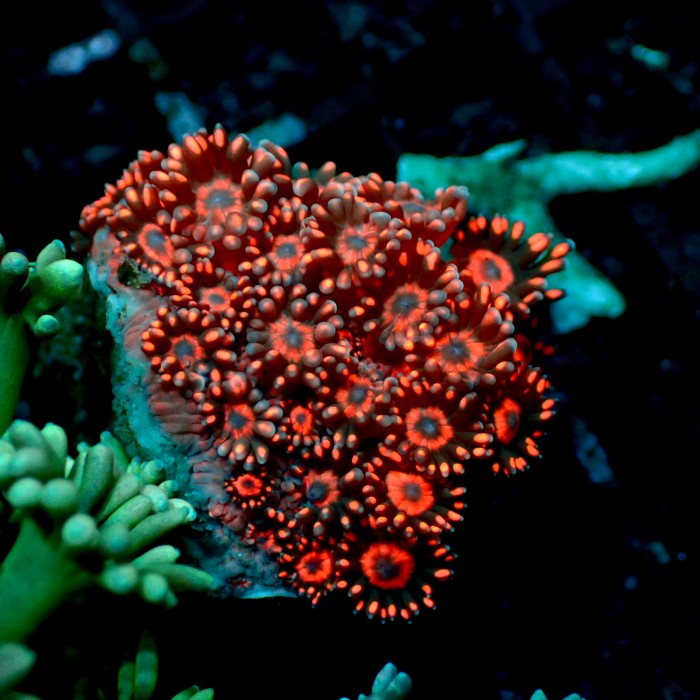 Gonio Merah Makasar Frag Hiasan Aquarium 98