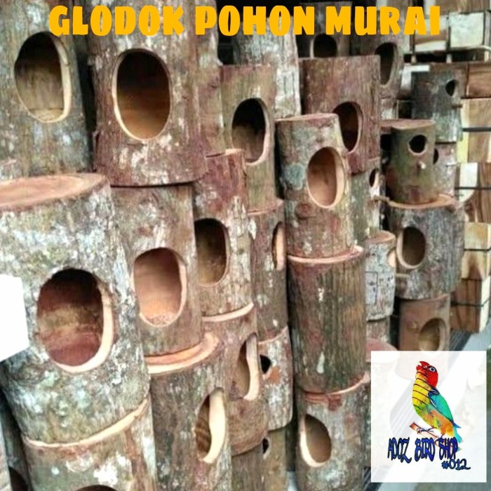 GLODOK POHON ALAMI BATANG KAYU GLODOK MURAI SARANG TERNAK TELUR