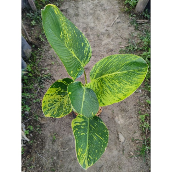 Calathea Lutea Variegata LIVE