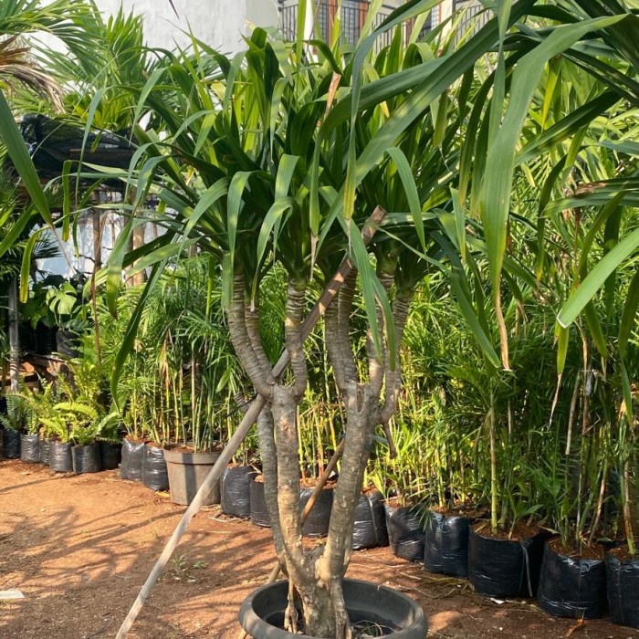 PROMO TANAMAN HIAS PANDAN BALI / PANDAN BALI CABANG 3 UP TERBARU