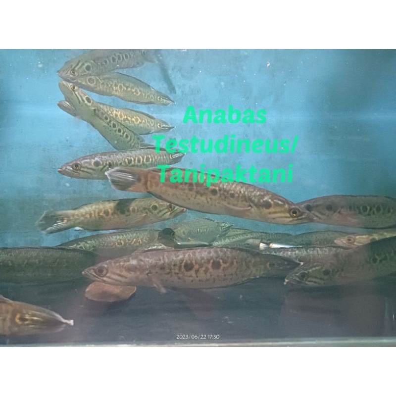 perlengkapan Pleuro Pleuropthalma Jumbo Dewasa