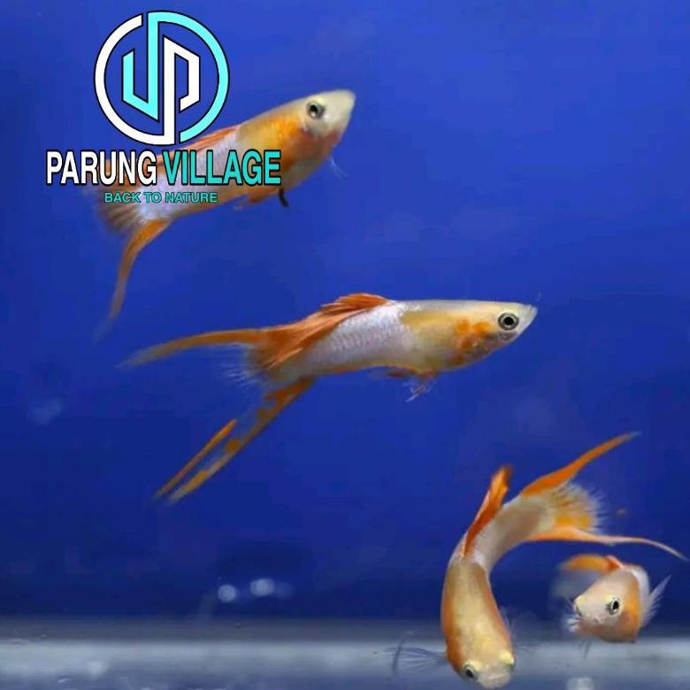 

7.7 Packing Styrofoam (Japan Blue Red Double Sword)