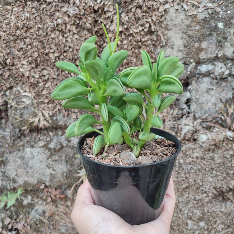 Peperomia Graveolens | Sukulen | DP 10cm