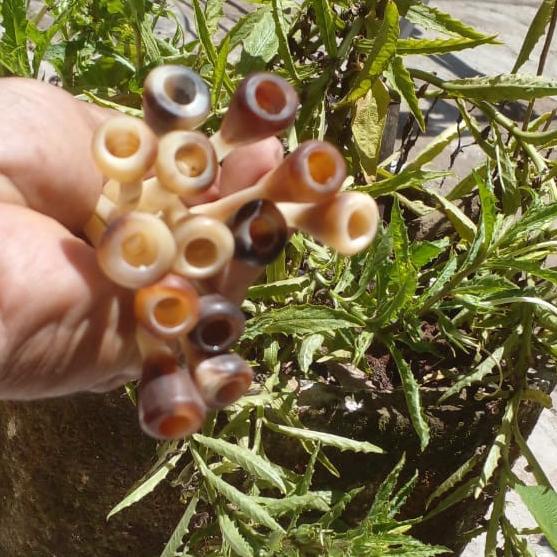 once tulang kalong / sayap kelelawar original kombinasi tanduk kerbau