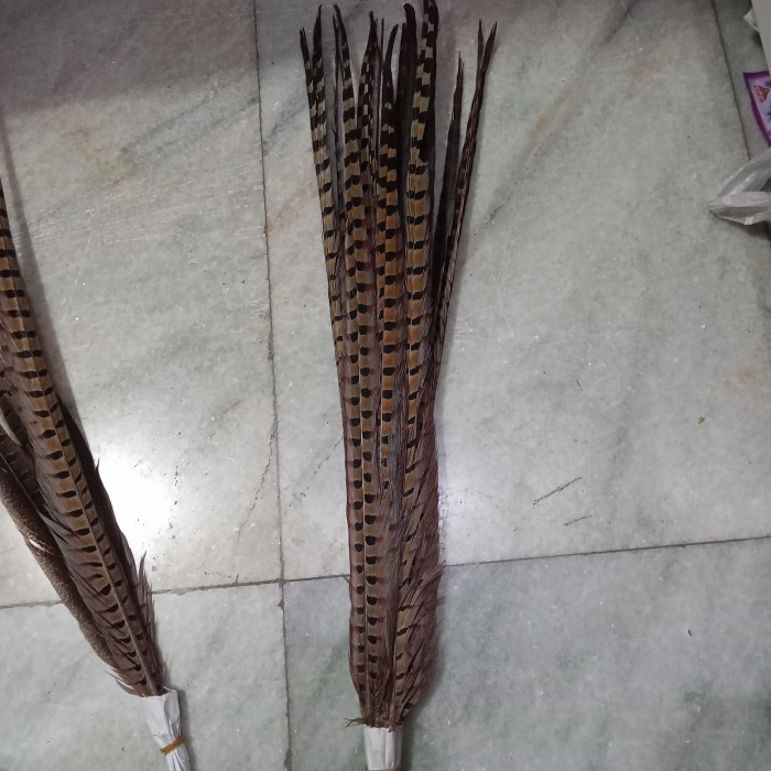 Terlaris Bulu Panjang Burung Pheasant Mahkota Sun Gokong Bulu Dayak