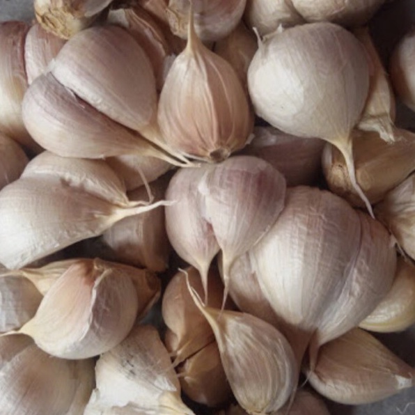 

MEN SALE bawang Putih Kating 500gram / 250gram