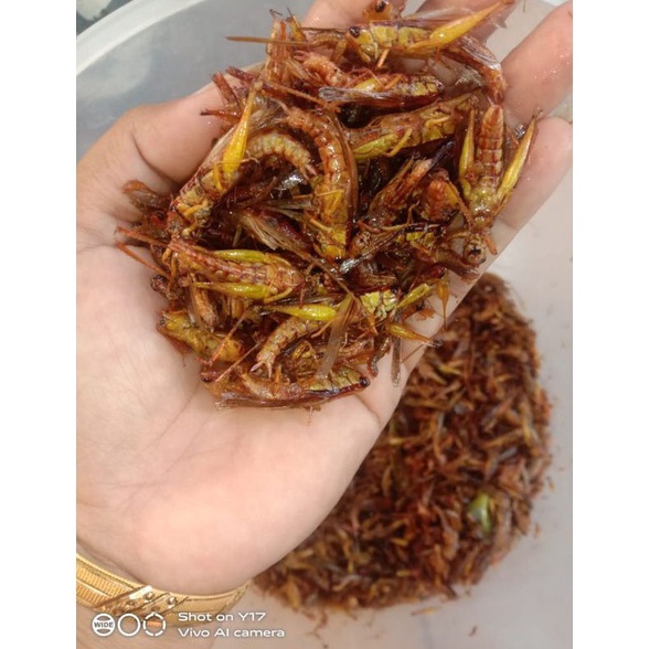 

Best Produk.. Belalang kecil /Belalang utis / Belalang padi isi 1 kg FQ7