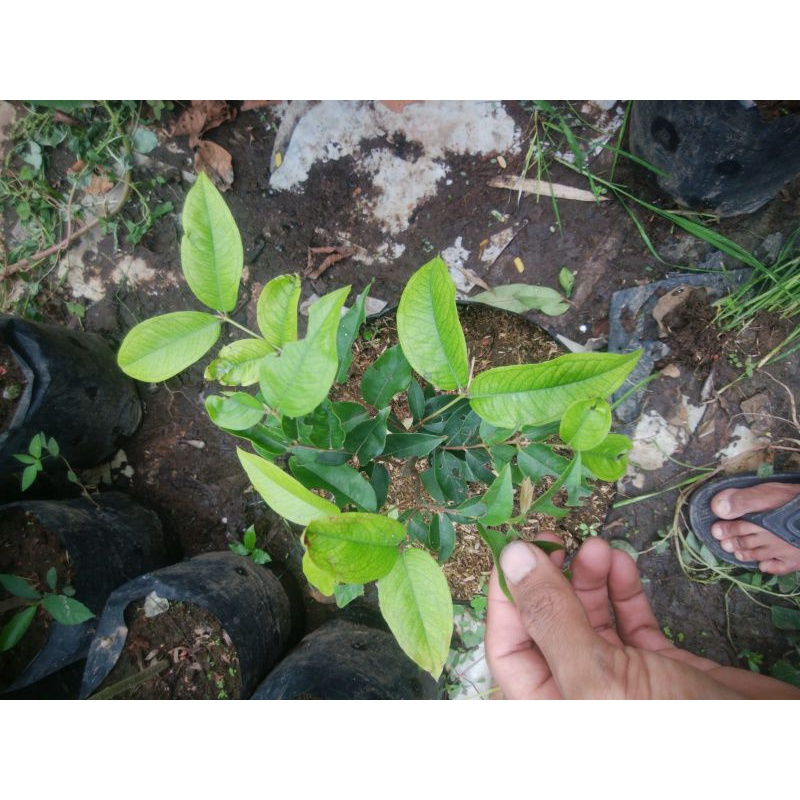 

anggur Brazil Red ESCARLATE kecil