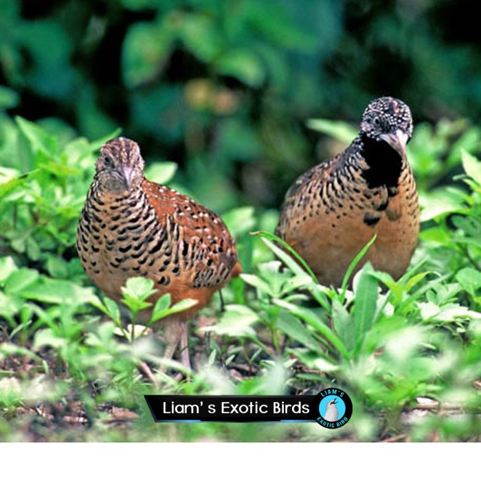 Burung Puyuh Hutan Sepasang