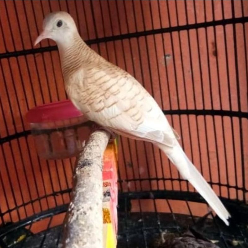 BURUNG PERKUTUT UDAN MAS JANTAN