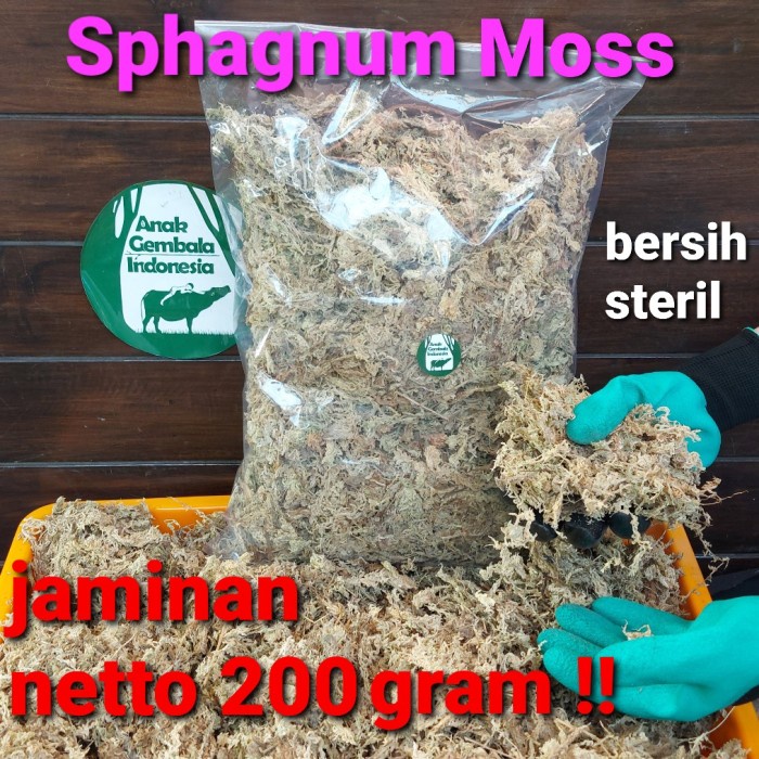 Terlaris Sphagnum Moss / Lumut Sphagnum (Kering+Bersih+Steril)