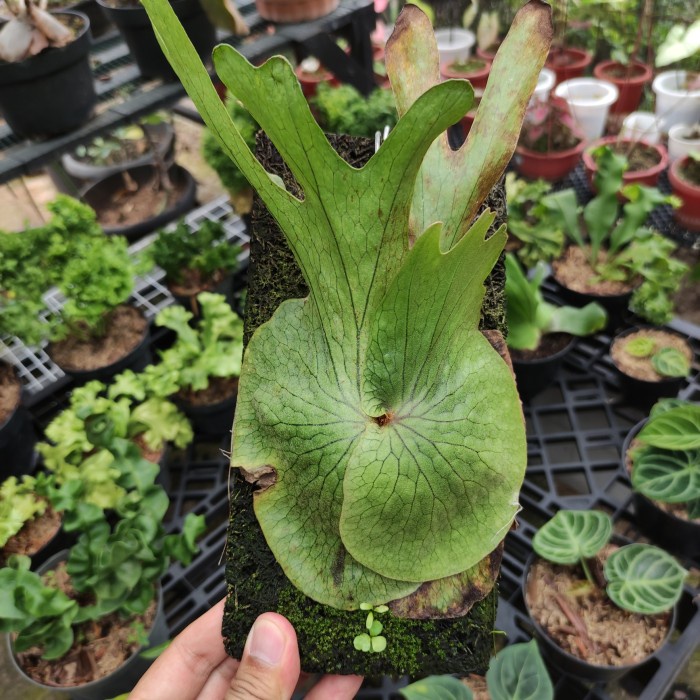 HOT SALE TANAMAN PLATYCERIUM SUPERBUM TERLARIS