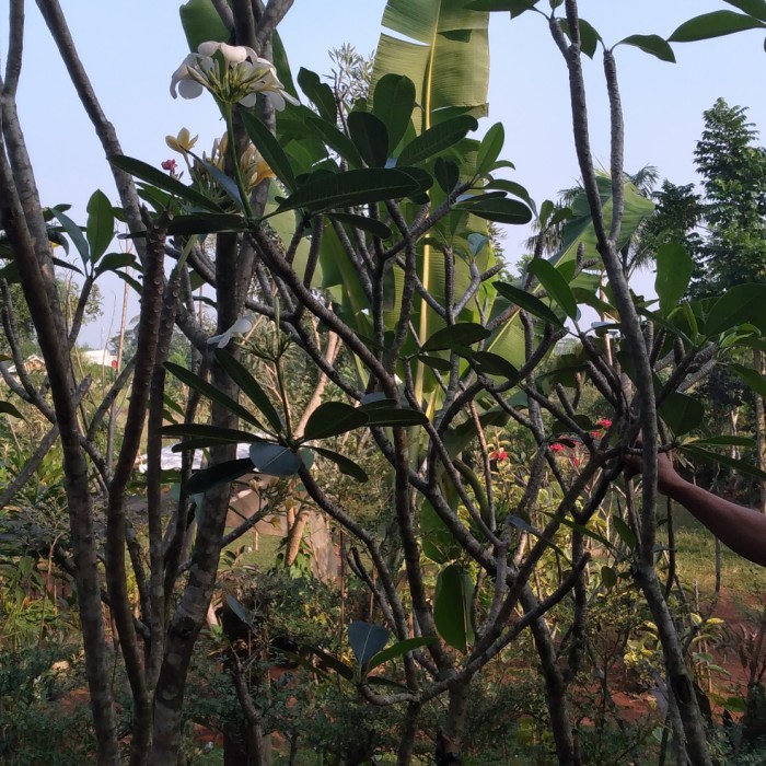 MUST HAVE POHON KAMBOJA BUNGA PUTIH SALJU TINGGI 2 METER TERLARIS