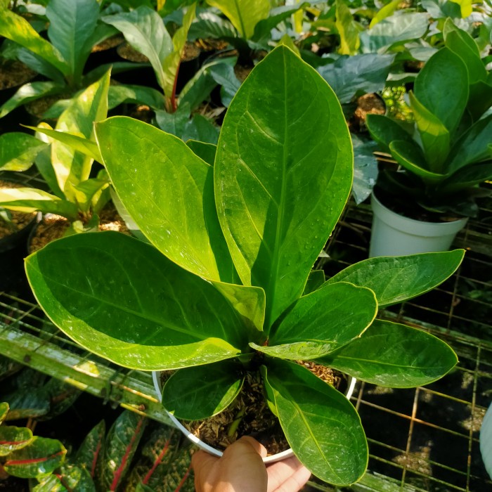 FLASH SALE TANAMAN HIAS ANTURIUM JEMANI PAGODA/TANAMAN KOLEKSI TERLARIS