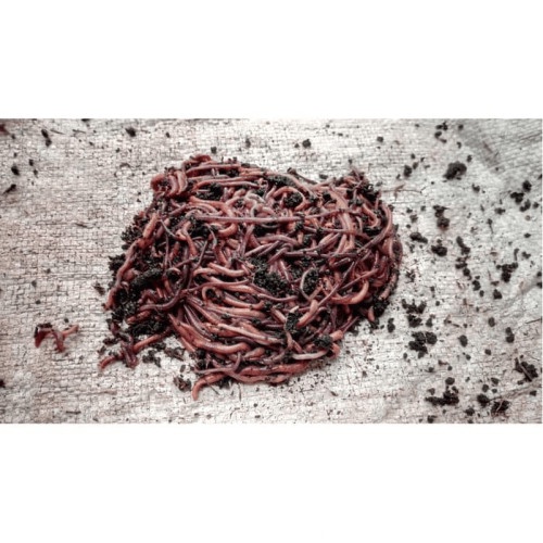 MUST HAVE CACING LUMBRICUS SEGAR/HIDUP DARI TERNAK SENDIRI... ##OJEK ONLINE ONLY TERBARU