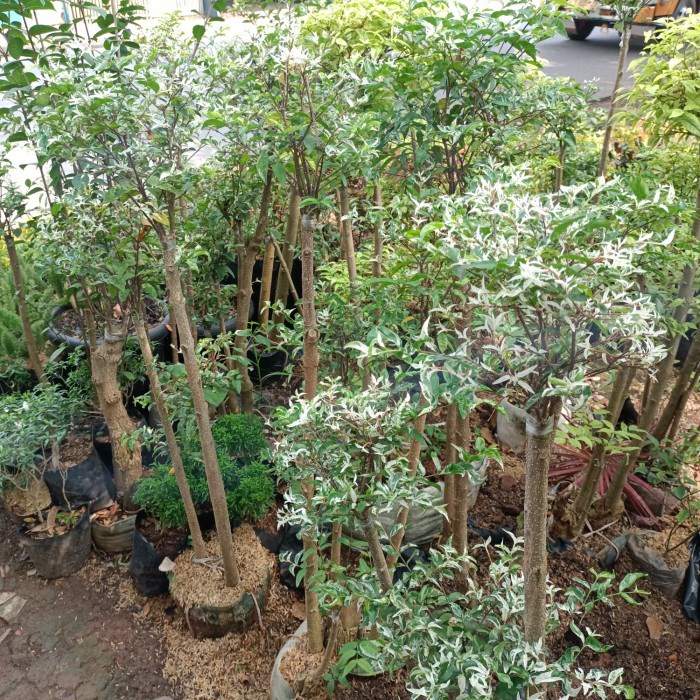 DISKON SPESIAL TANAMAN BONSAY ANTING PUTRI SALJU DAN PUTIH VARIGATA TERLARIS