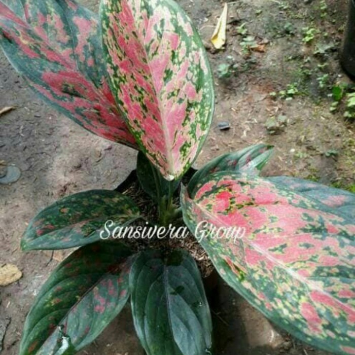 DISKON SPESIAL TANAMAN AGLONEMA VENUS /INDUKAN AGLAONEMA RED VENUS TERBARU