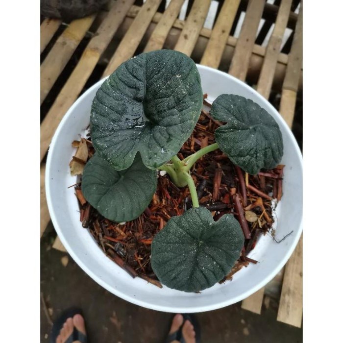 HOT SALE TANAMAN ALOCASIA MELO BADAK / ALOCASIA MELOW BADAK TERMURAH