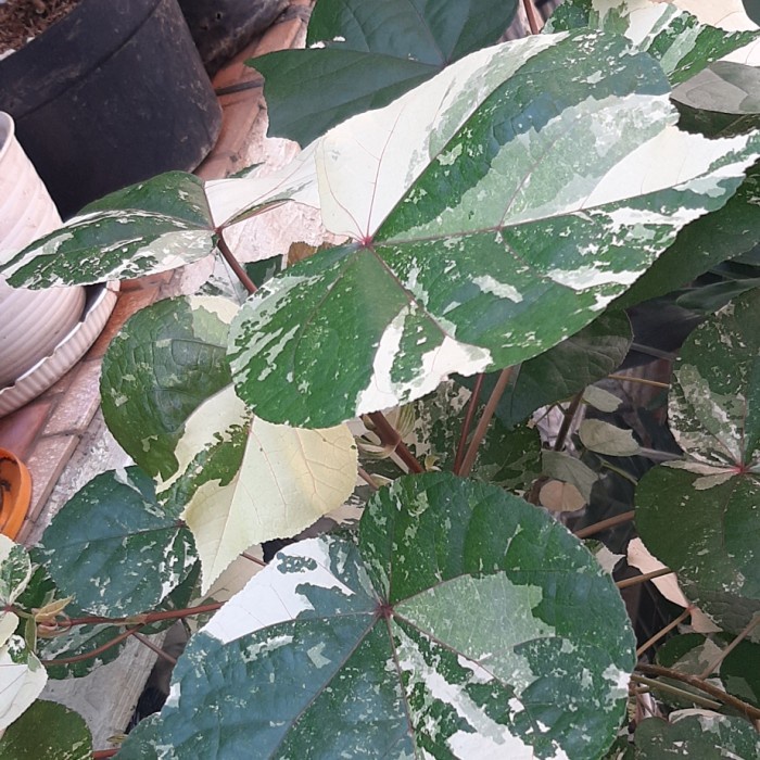 HOT SALE WARU VARIGATA BESAR TERLARIS