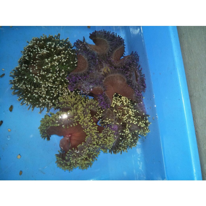 Best Seller Anemon Jagung