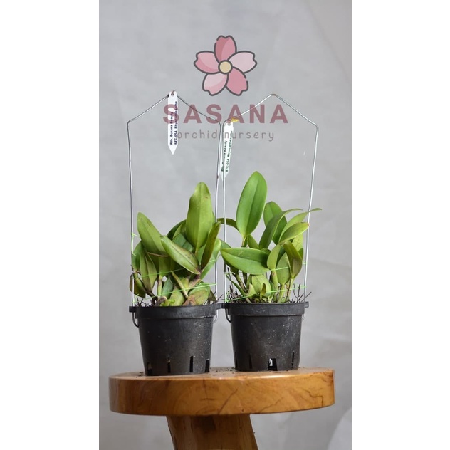 MUST HAVE ANGGREK CATTLEYA BURANA BEAUTY WANGI TERMURAH