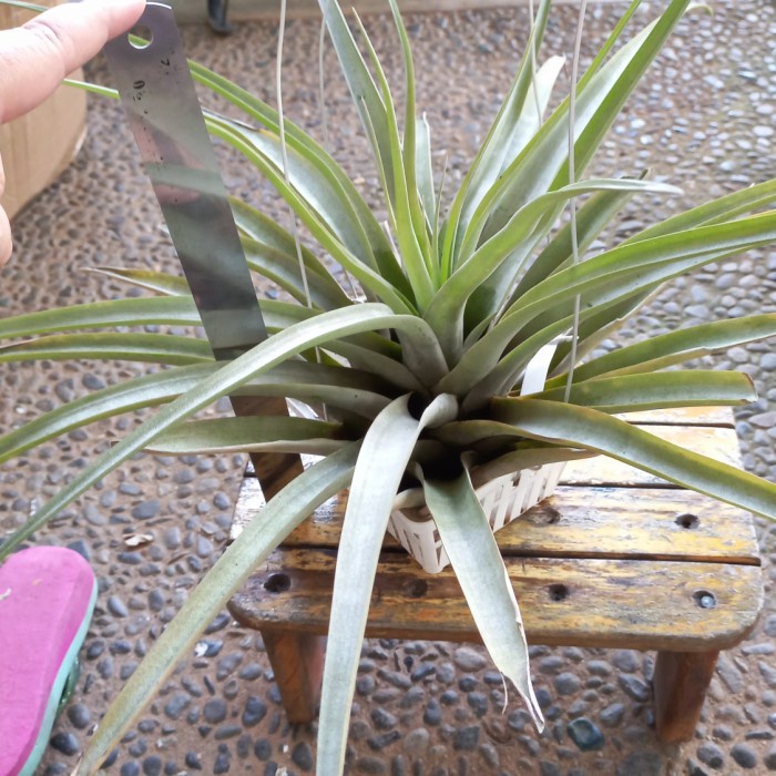 DISKON SPESIAL TILLANDSIA CAPITATA YELLOW TERMURAH