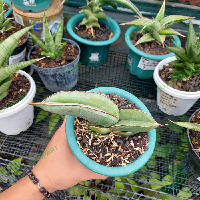 MUST HAVE SANSE / SANSEVIERIA BANANA 3122022 TERMURAH