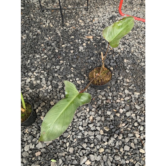 DISKON SPESIAL PHILODENDRON FLORIDA BRONZE TERMURAH