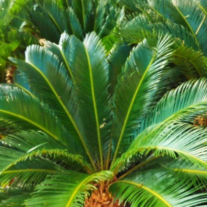 MUST HAVE BONSAI PALEM SIKAS TERLARIS