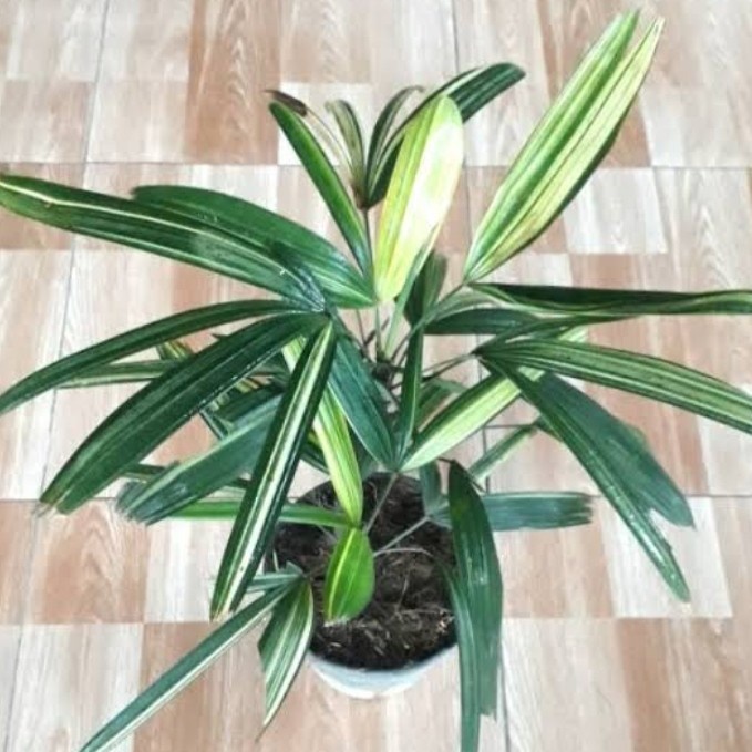 PROMO POHON HIAS PALEM WAREGU VARIGATA TERBARU